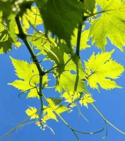 Agriturismo La Selva Çiftlik konaklama