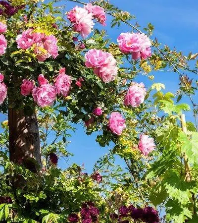 Agriturismo La Selva Finale Ligure