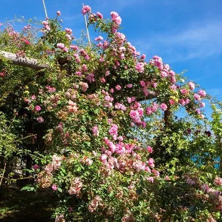 Agriturismo La Selva * Finale Ligure