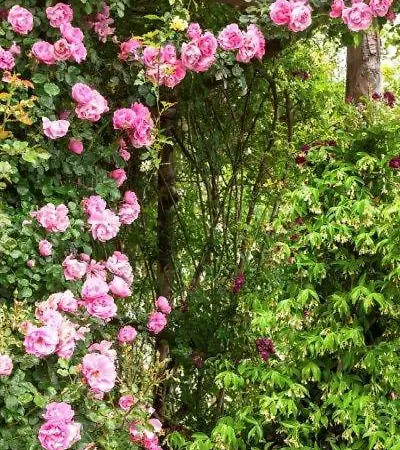 Agriturismo La Selva *