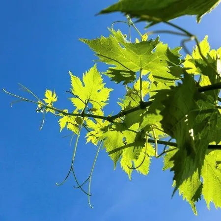 Agriturismo La Selva