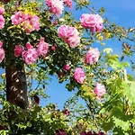 Agriturismo La Selva Finale Ligure