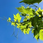 Agriturismo La Selva