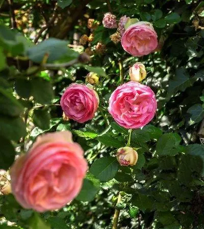 Agriturismo La Selva