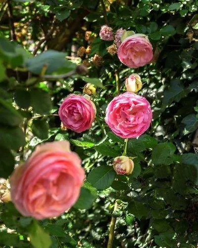 Agriturismo La Selva