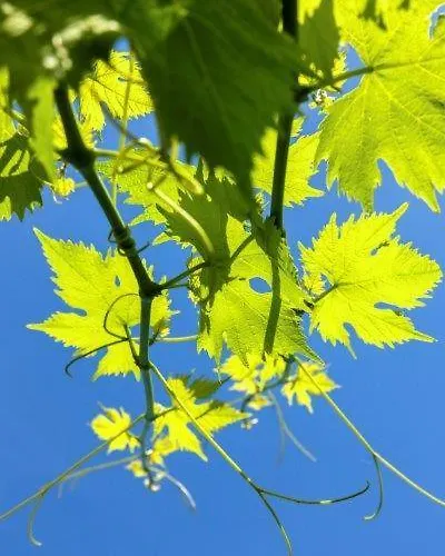 Agriturismo La Selva 팜스테이