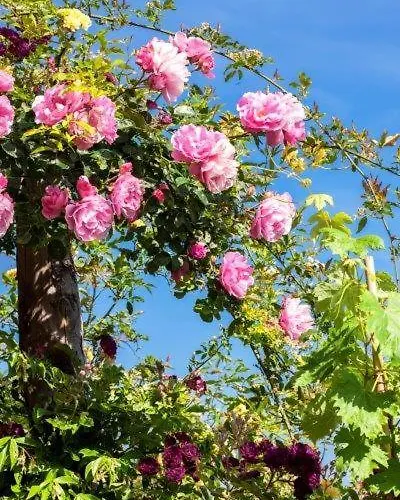 Agriturismo La Selva 피날레리구레