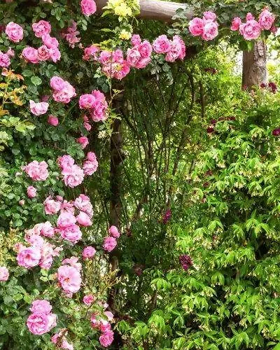 Agriturismo La Selva *