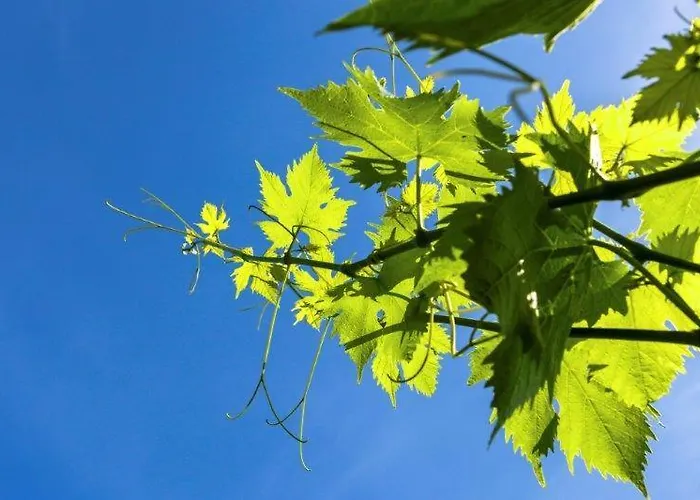 Agriturismo La Selva